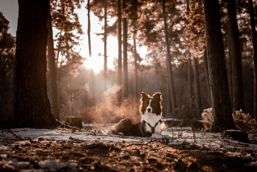 Hundefotografie-in-der-EifelMichaela-Pelzer-Fellzaubermomente