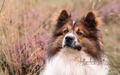 Hund & Heide – Hundeshooting Aktion am 9. August 2025 zum Sonnenaufgang