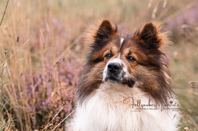 Hund & Heide – Hundeshooting Aktion am 9. August 2025 zum Sonnenaufgang