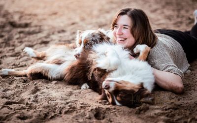 Australian Shephert Hütehund Shooting voller Power