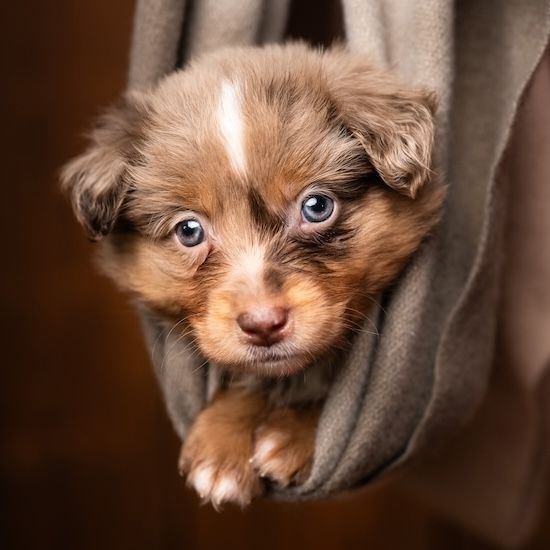 MichaelaPelzerTierfotografieFellzaubermomenteWelpenfotografie