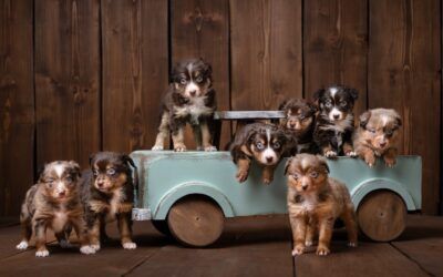 Unvergessliches Welpenshooting im Landatelier: Wurfbegleitung mit 9 Mini Aussies von den Glitzerpfötchen