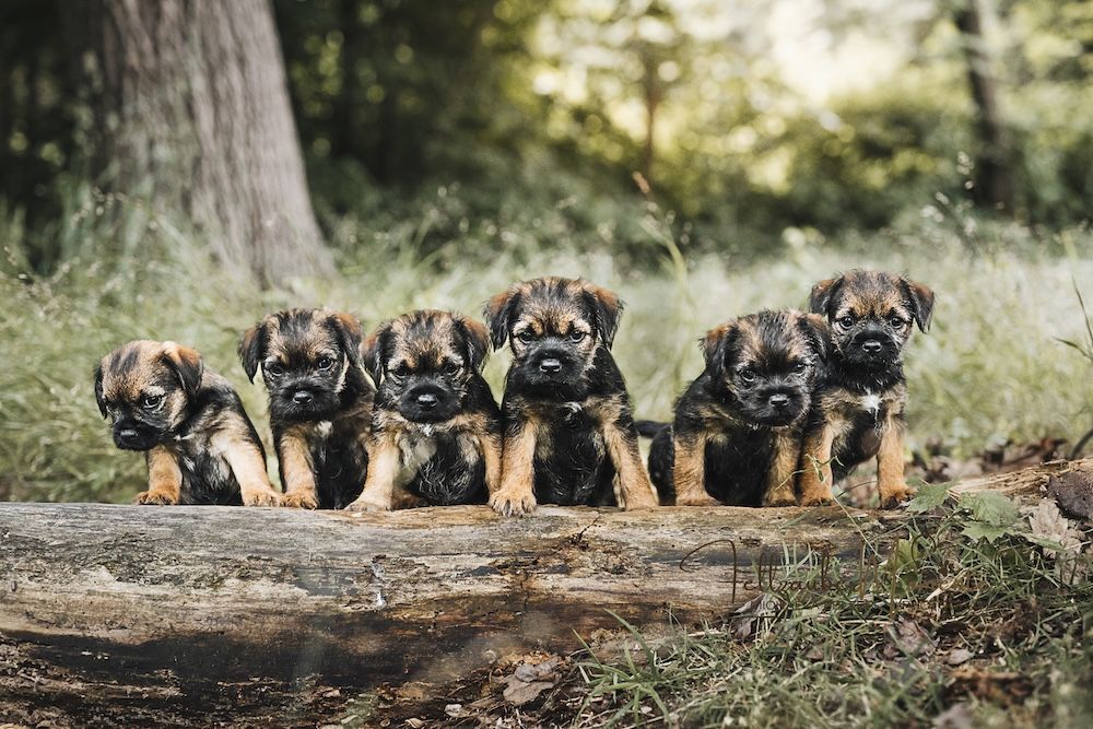 Michaela Pelzer Fellzaubermomente Welpen