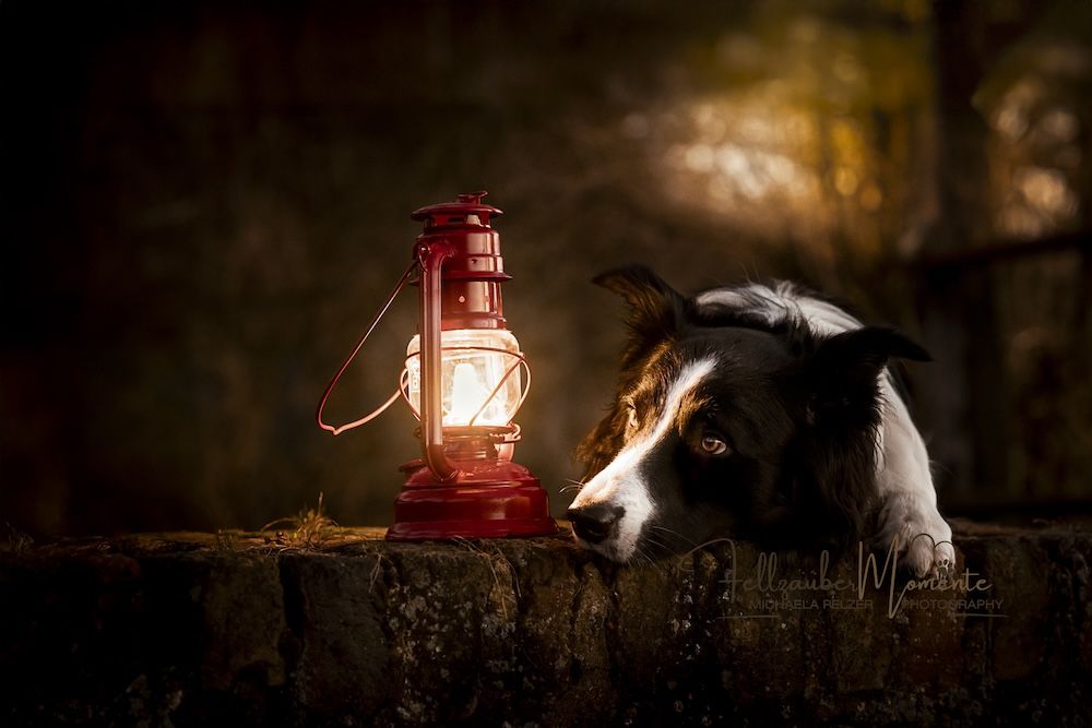 MichaelaPelzerTierfotografieFellzaubermomenteHundefotografie