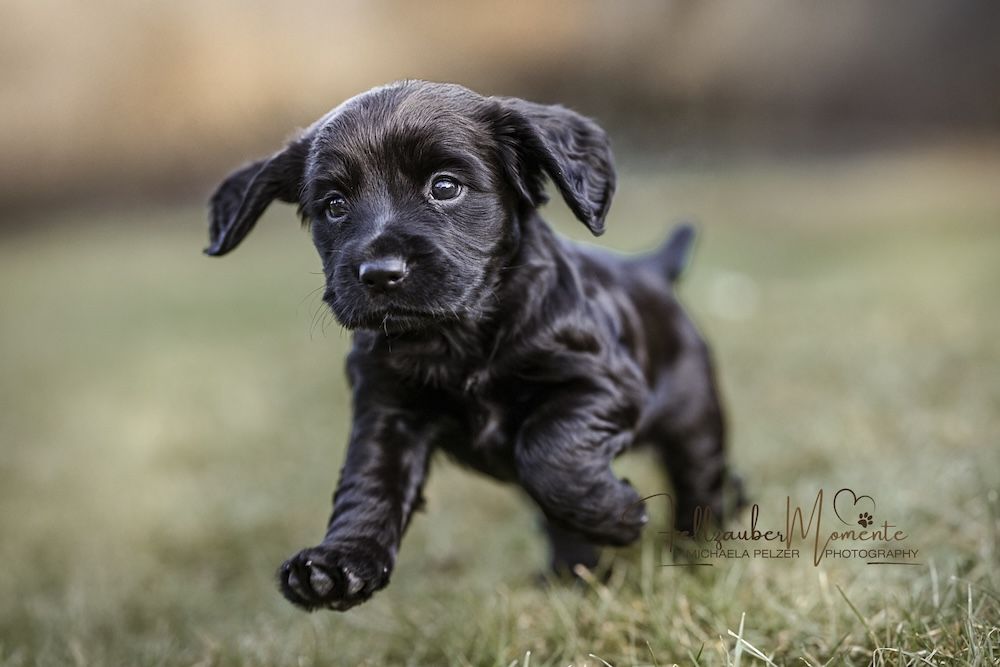 Michaela Pelzer Fellzaubermomente Welpen