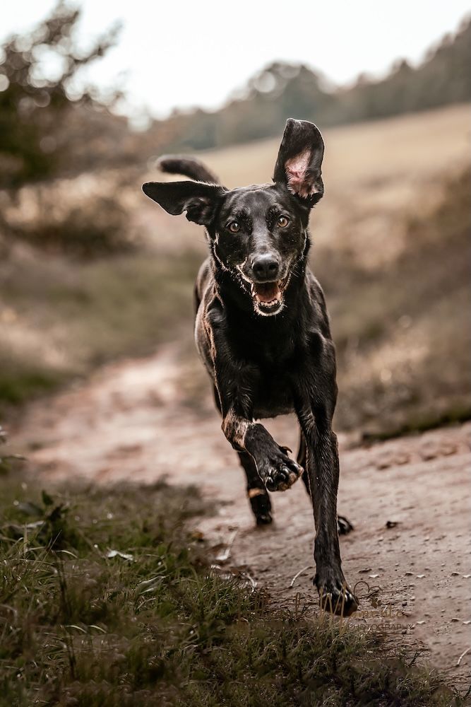 MichaelaPelzerTierfotografieFellzaubermomenteHundefotografie