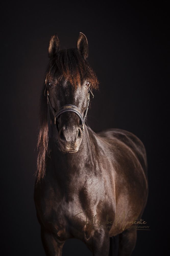 Michaela PelzerTierfotografie Fellzaubermomente Pferdefotografie