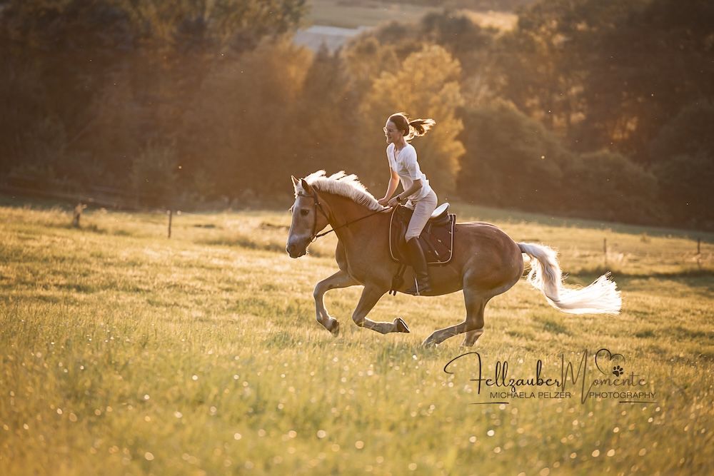 Michaela PelzerTierfotografie Fellzaubermomente Pferde